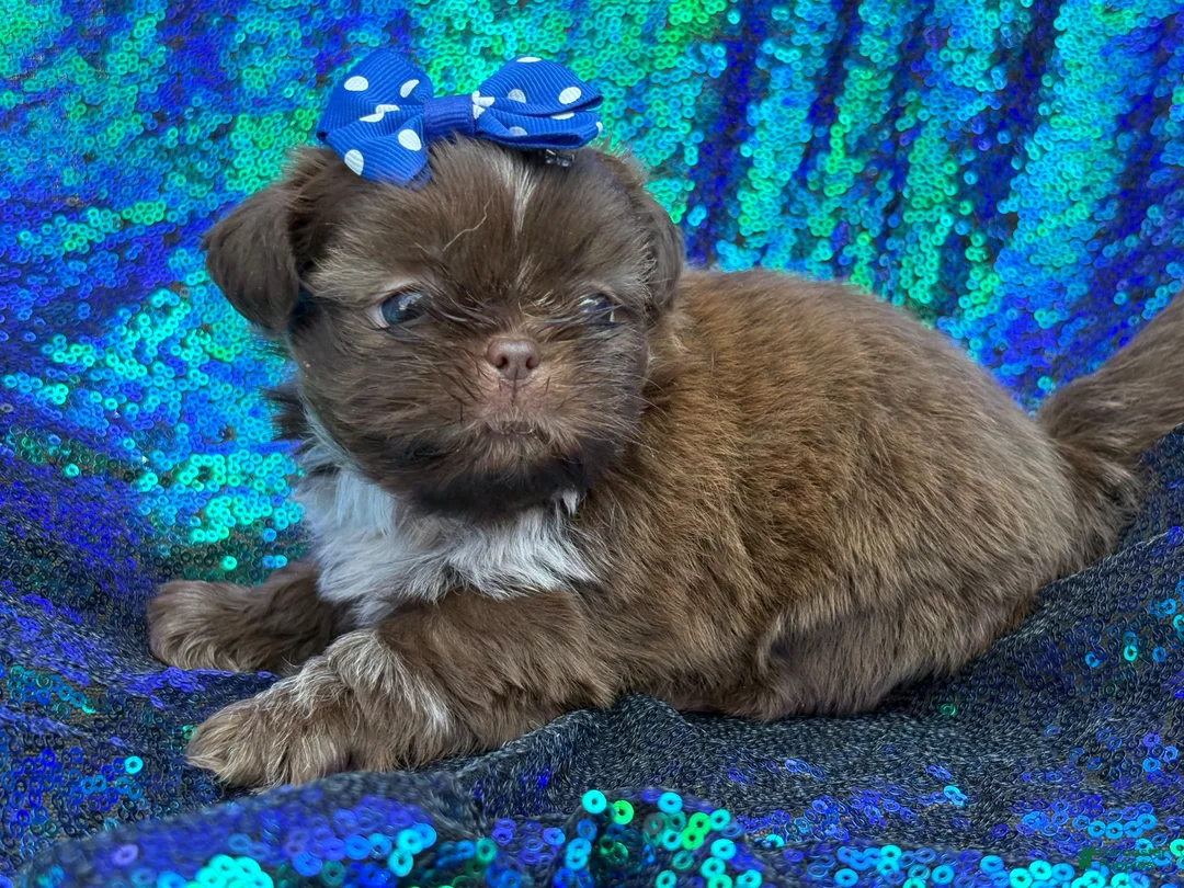 Shih Tzu dogs for sale: Shih Tzu 1 - Ad 2