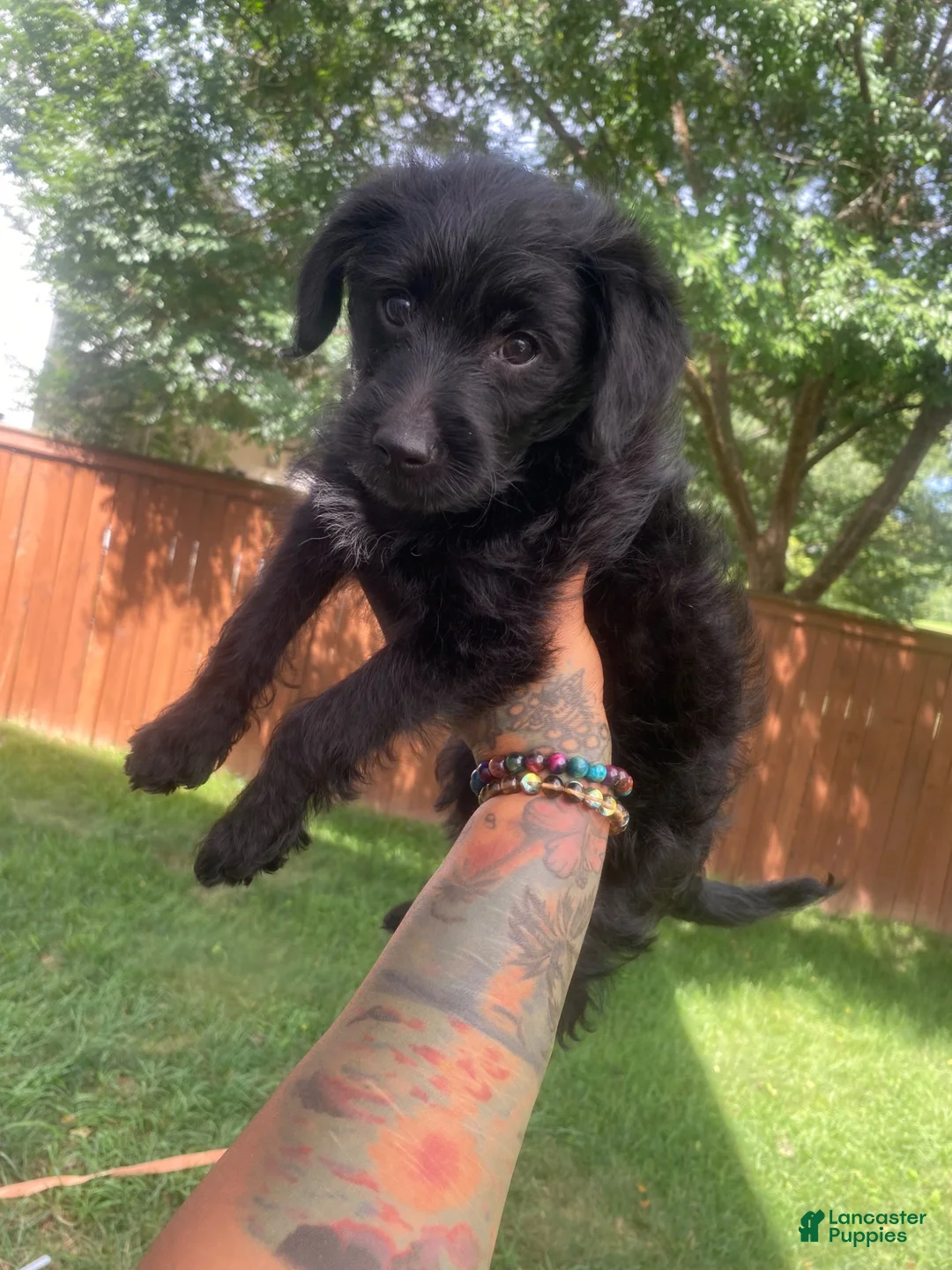 Yorkiepoo dogs for sale: Yorkiepoo 2 - Ad 1
