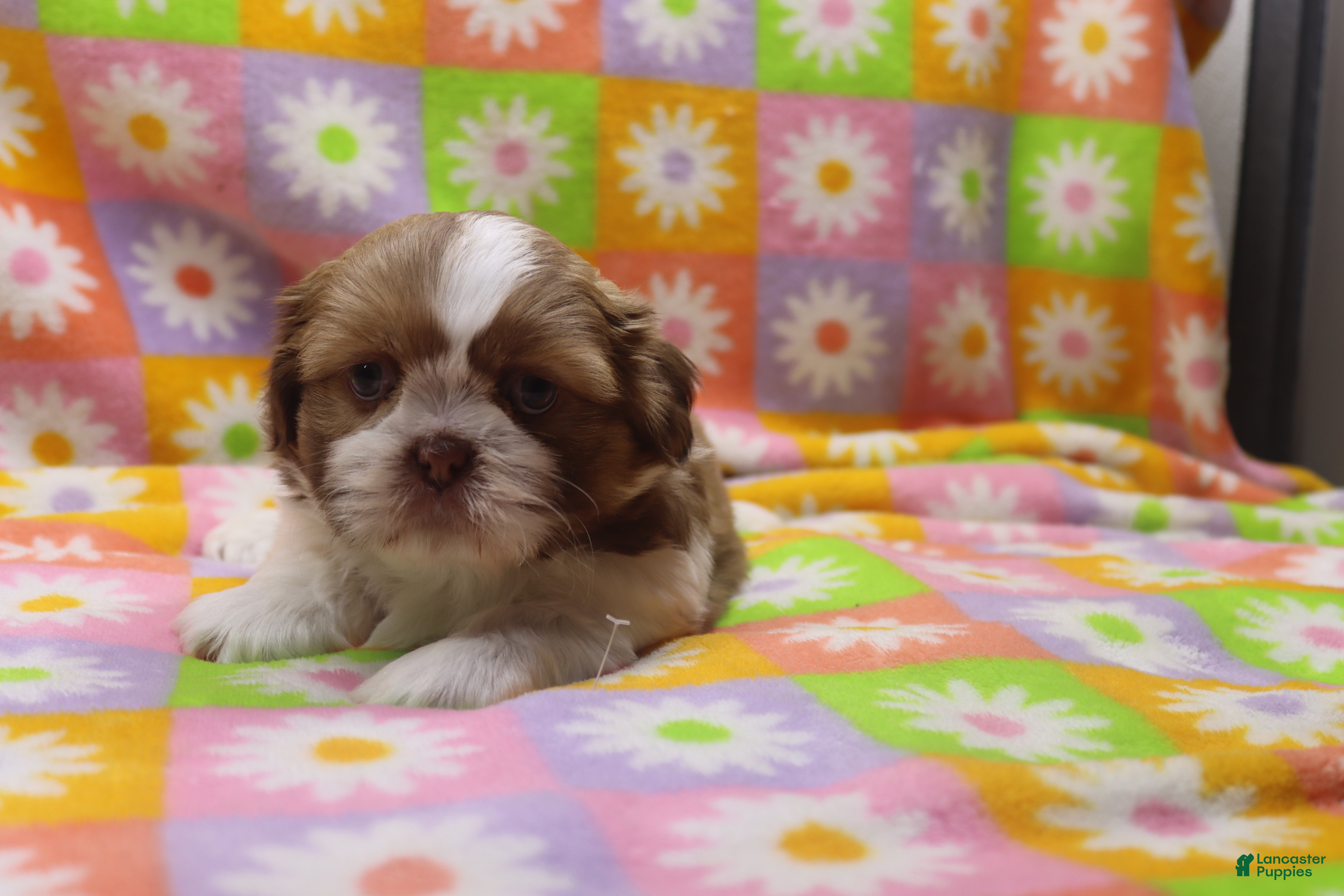 Shih Tzu dogs jackson - Ad 16
