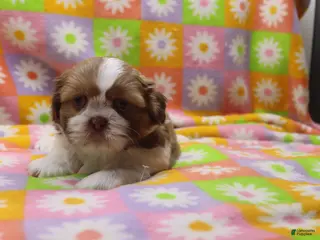 Shih Tzu dogs jackson - Ad 16