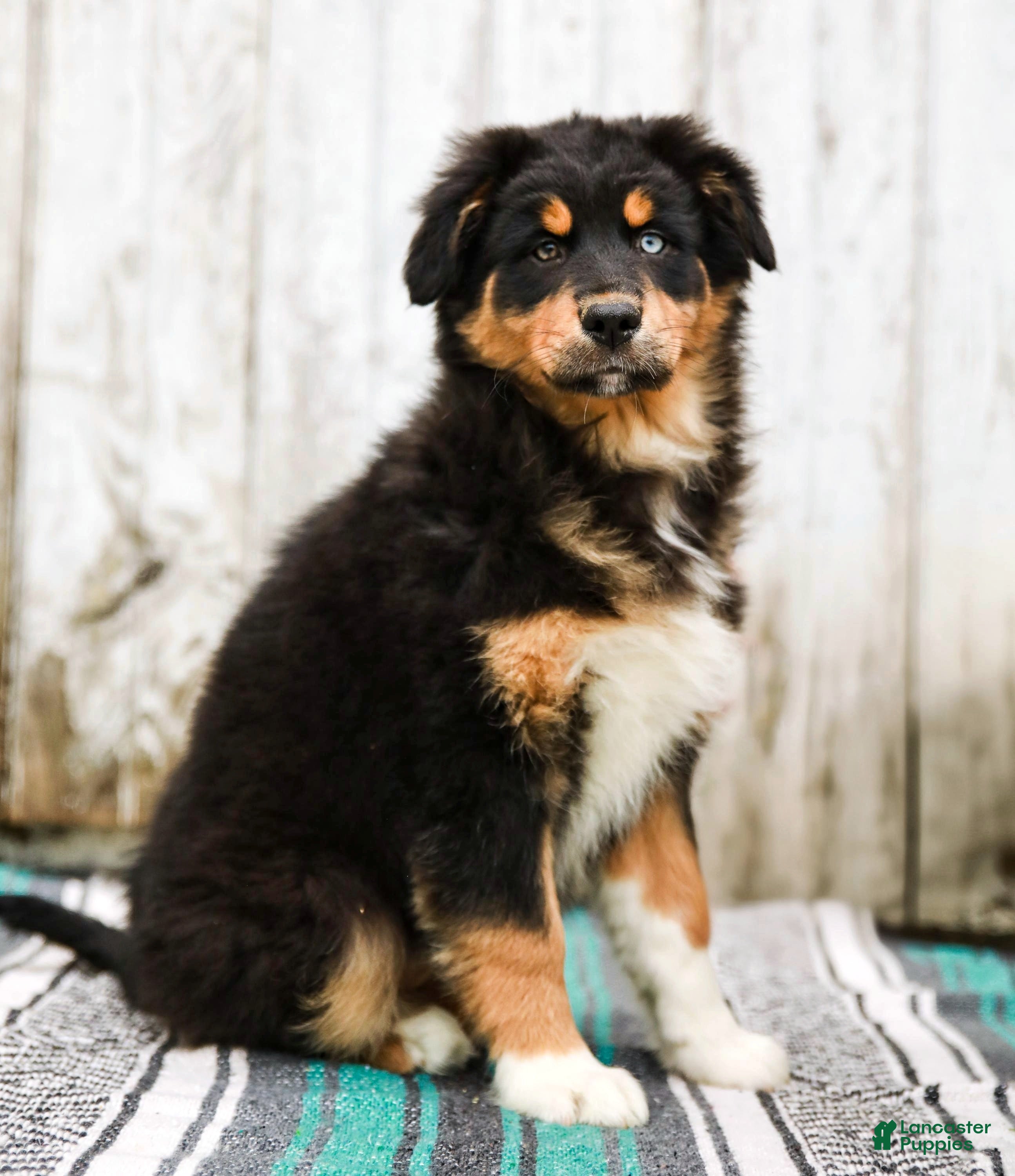 Australian Shepherd dogs Jada - Ad 1
