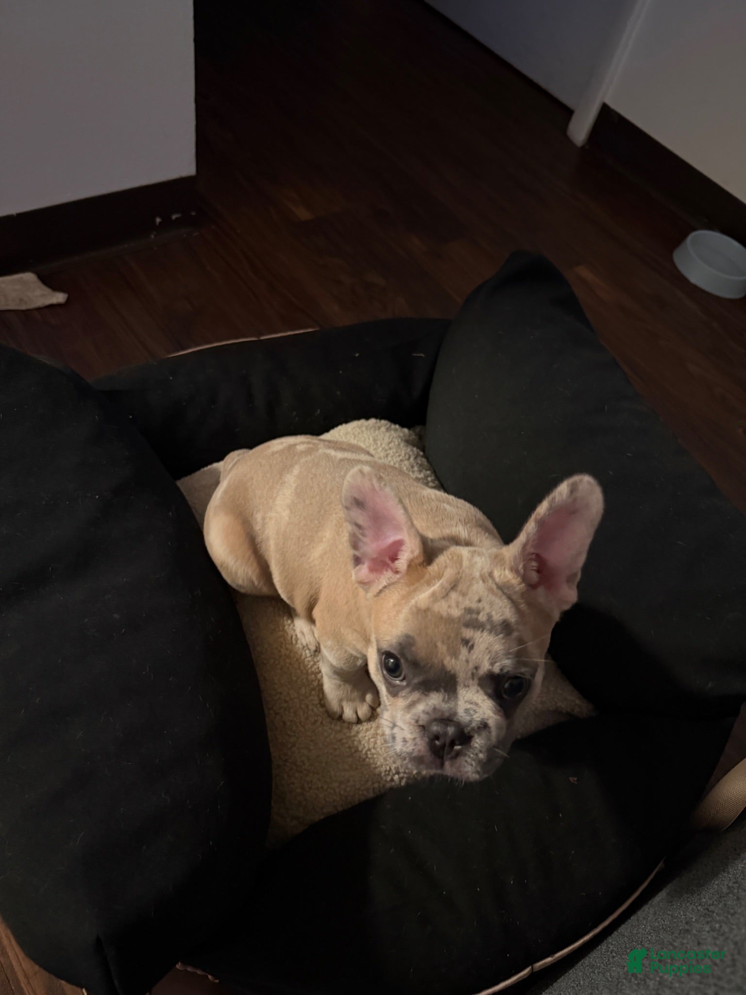 French Bulldog dogs Izzy - Ad 2