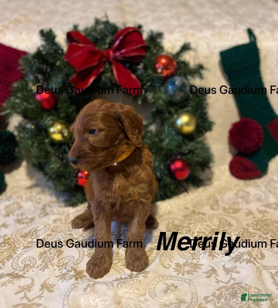 Irish Doodle dogs for sale: Merrily - Ad 4