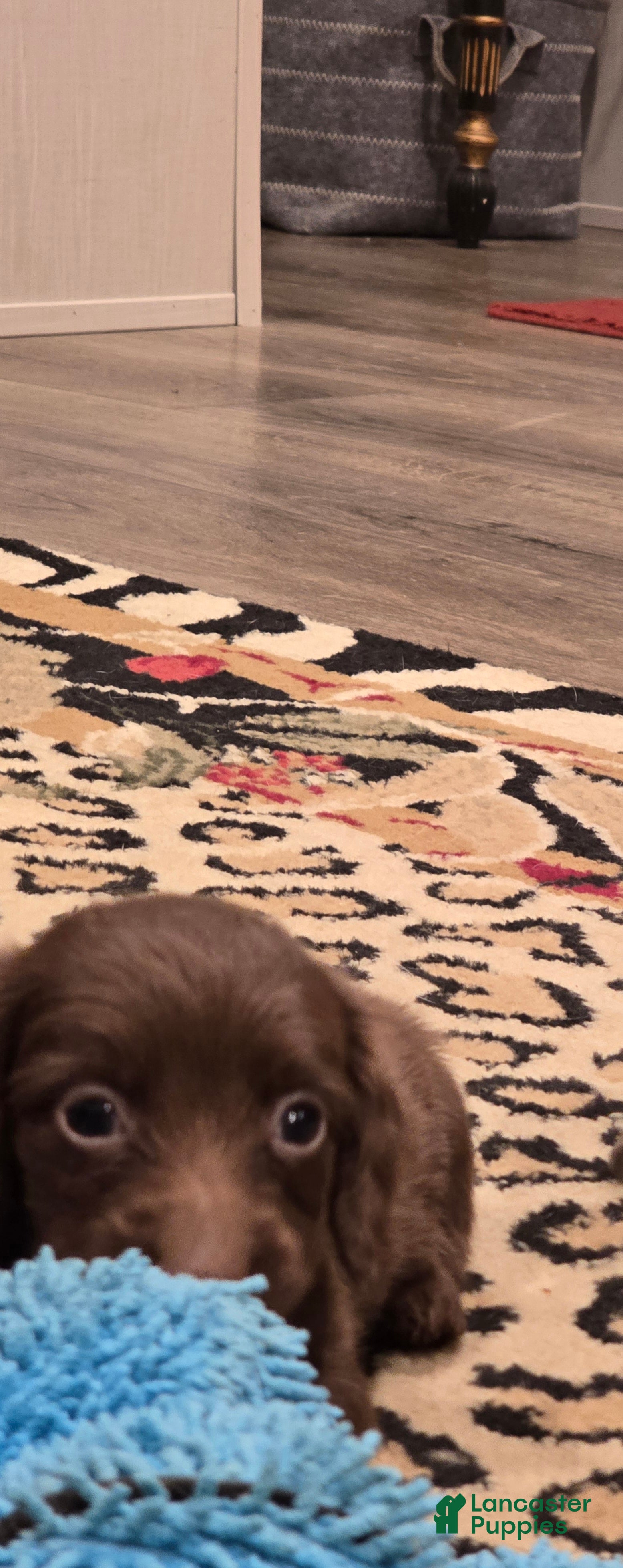 Dachshund dogs Dachshund 1 - Ad 29