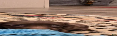Dachshund 1