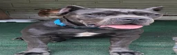 Cane Corso dogs for sale: Cane Corso 6 - Ad 8
