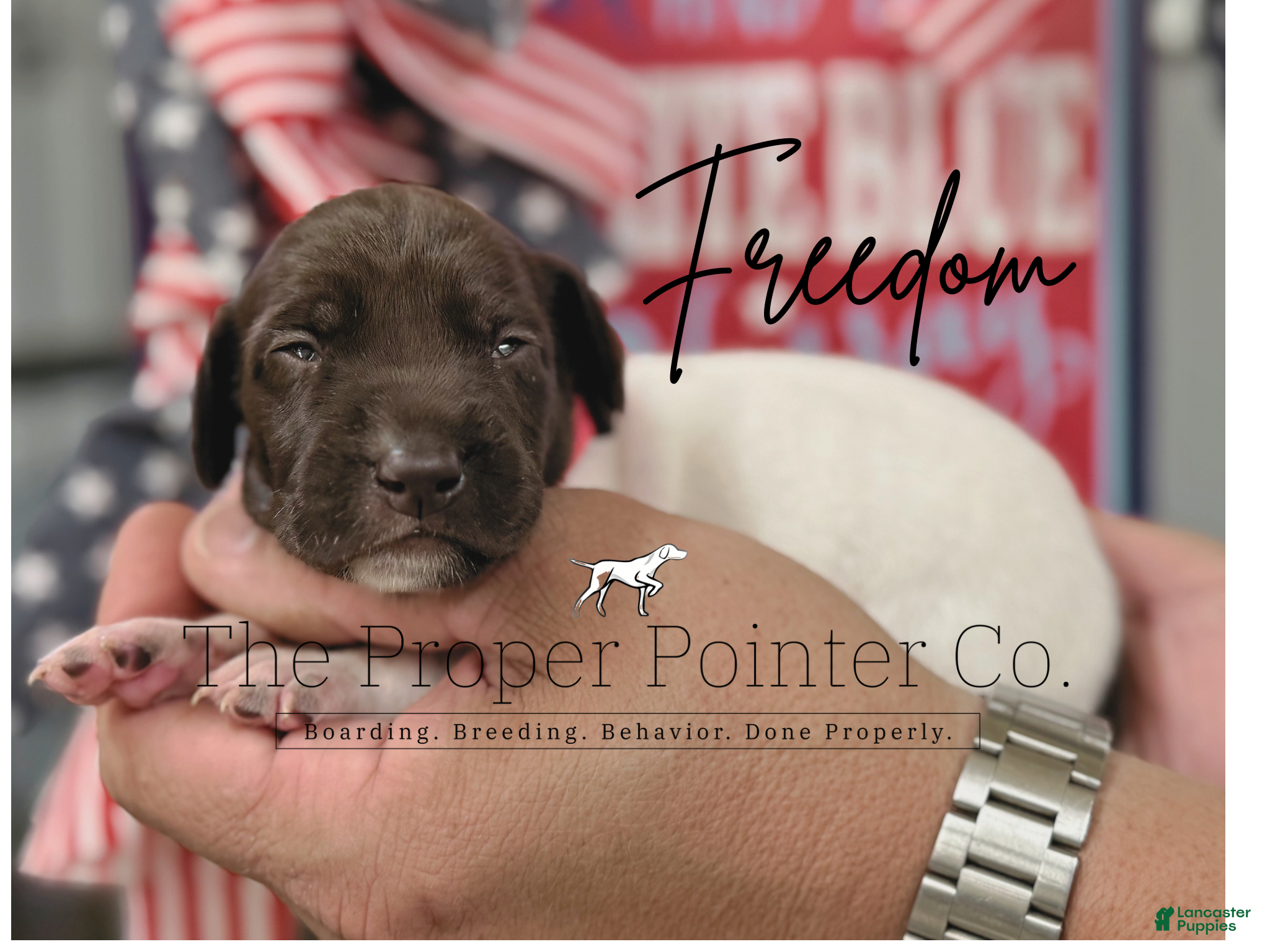 German Shorthaired Pointer dogs for sale: Freedom  - Ad 2