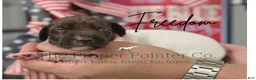 German Shorthaired Pointer dogs for sale: Freedom  - Ad 1
