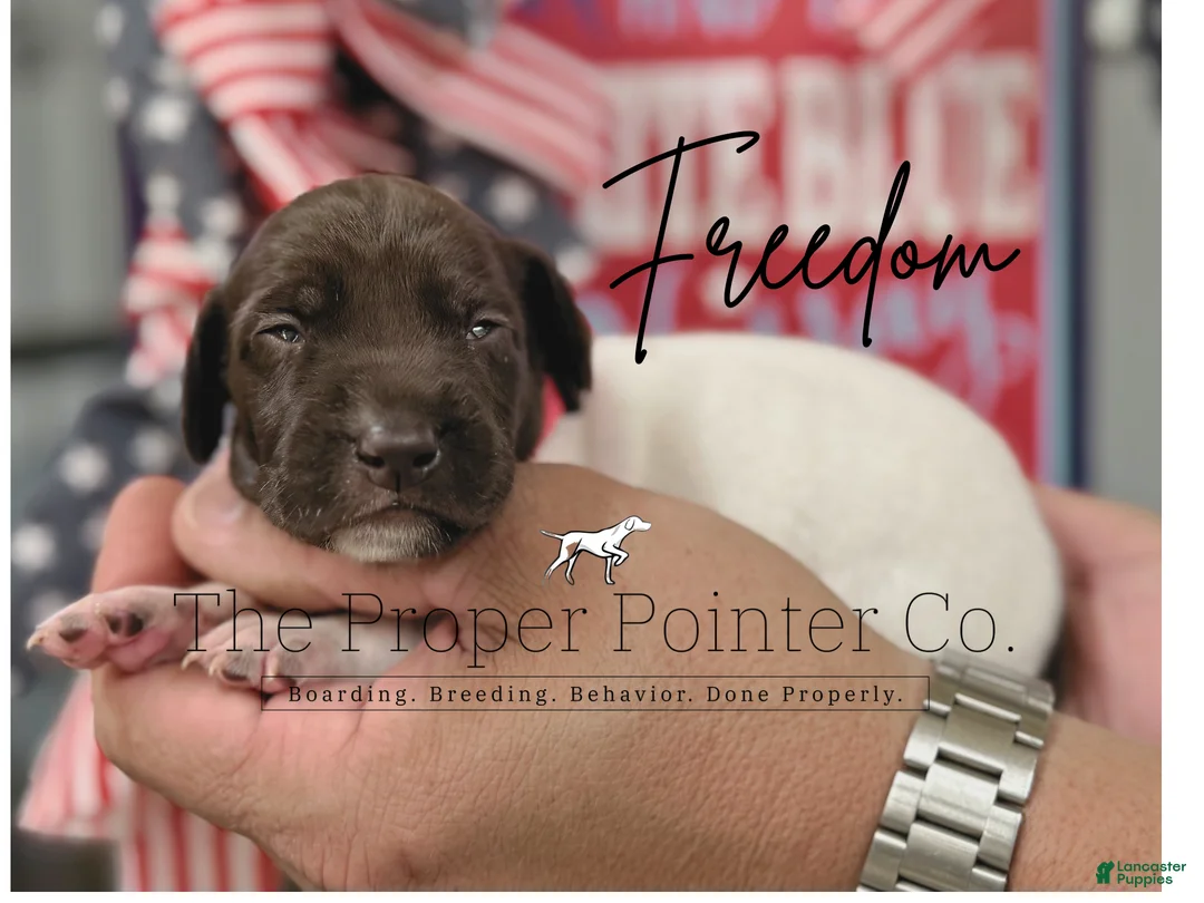 German Shorthaired Pointer dogs for sale: Freedom  - Ad 1