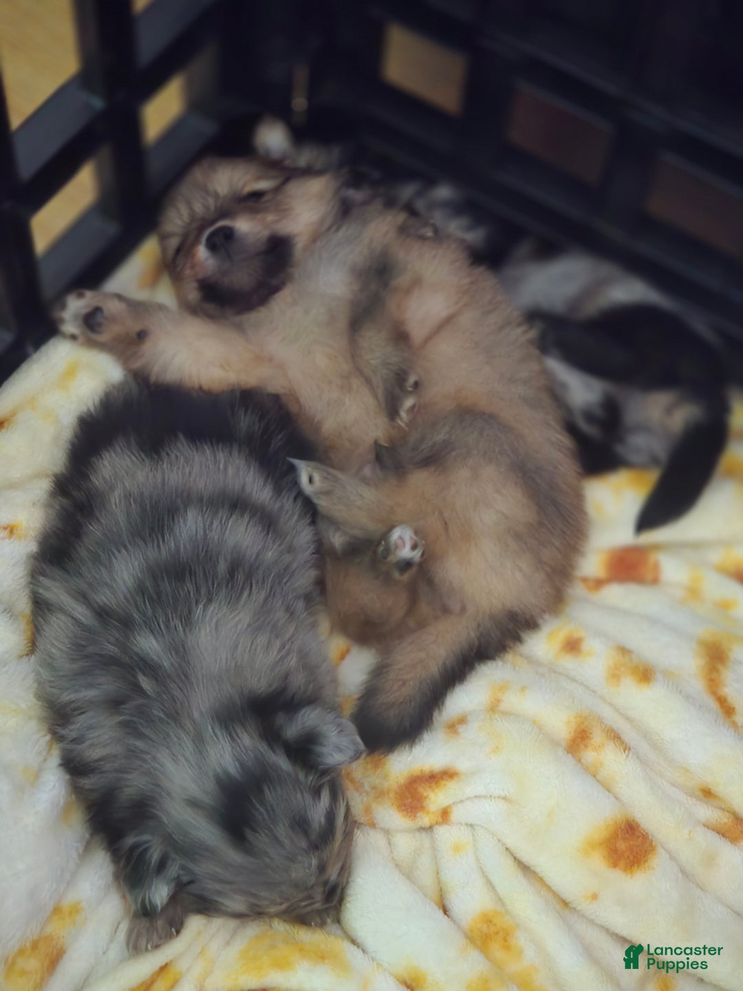 Pomeranian dogs for sale: Pomeranian Puppy 2 - Ad 5