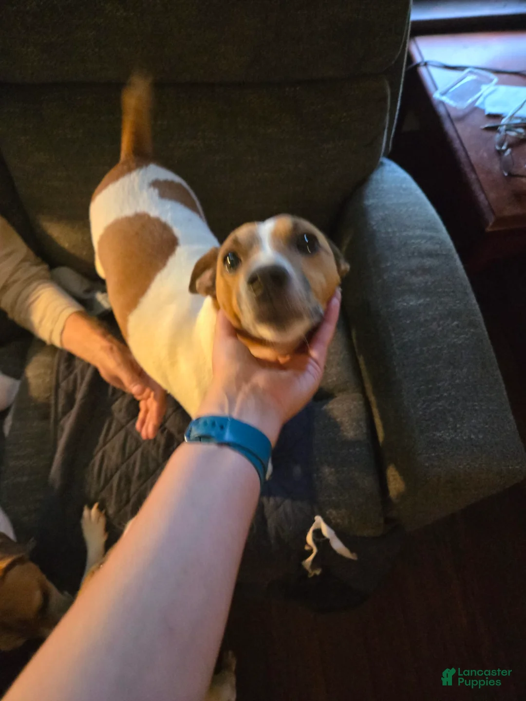 Gallery Image {{count}}