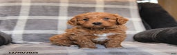 Cavapoo dogs for sale: Ruby - Ad 1