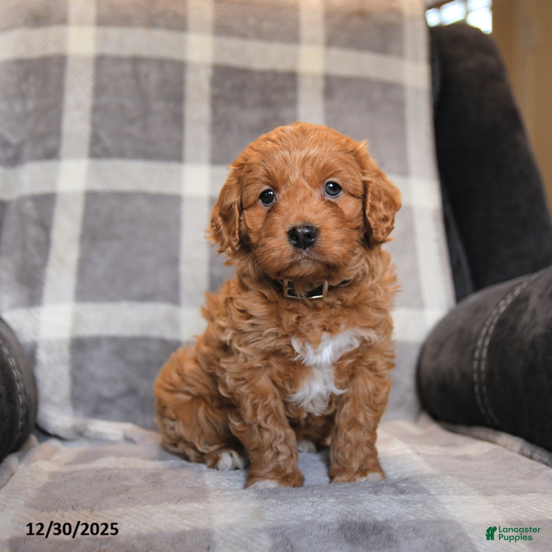 Cavapoo dogs for sale: Ruby - Ad 1
