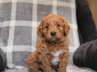 Cavapoo dogs Ruby - Ad 18