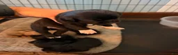 Mixed Breed dogs for sale: Chug 5 - Ad 5
