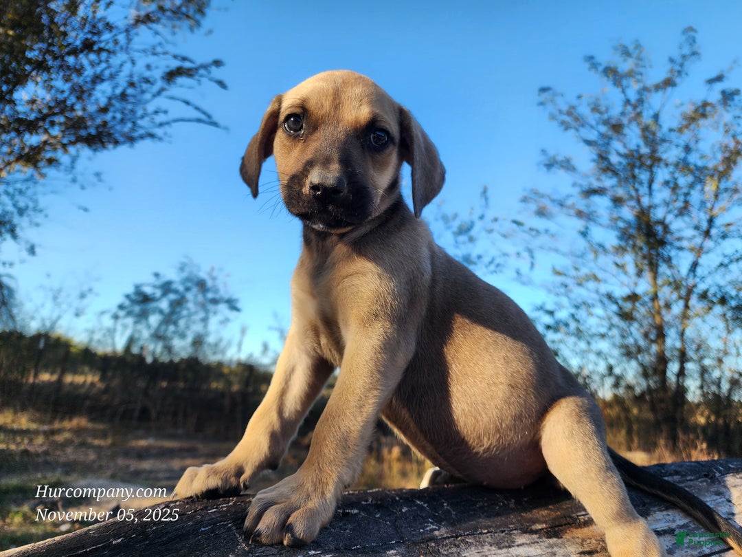 Catahoula Leopard Dog dogs for sale: Tracy II 2025 Female 2 - Ad 8