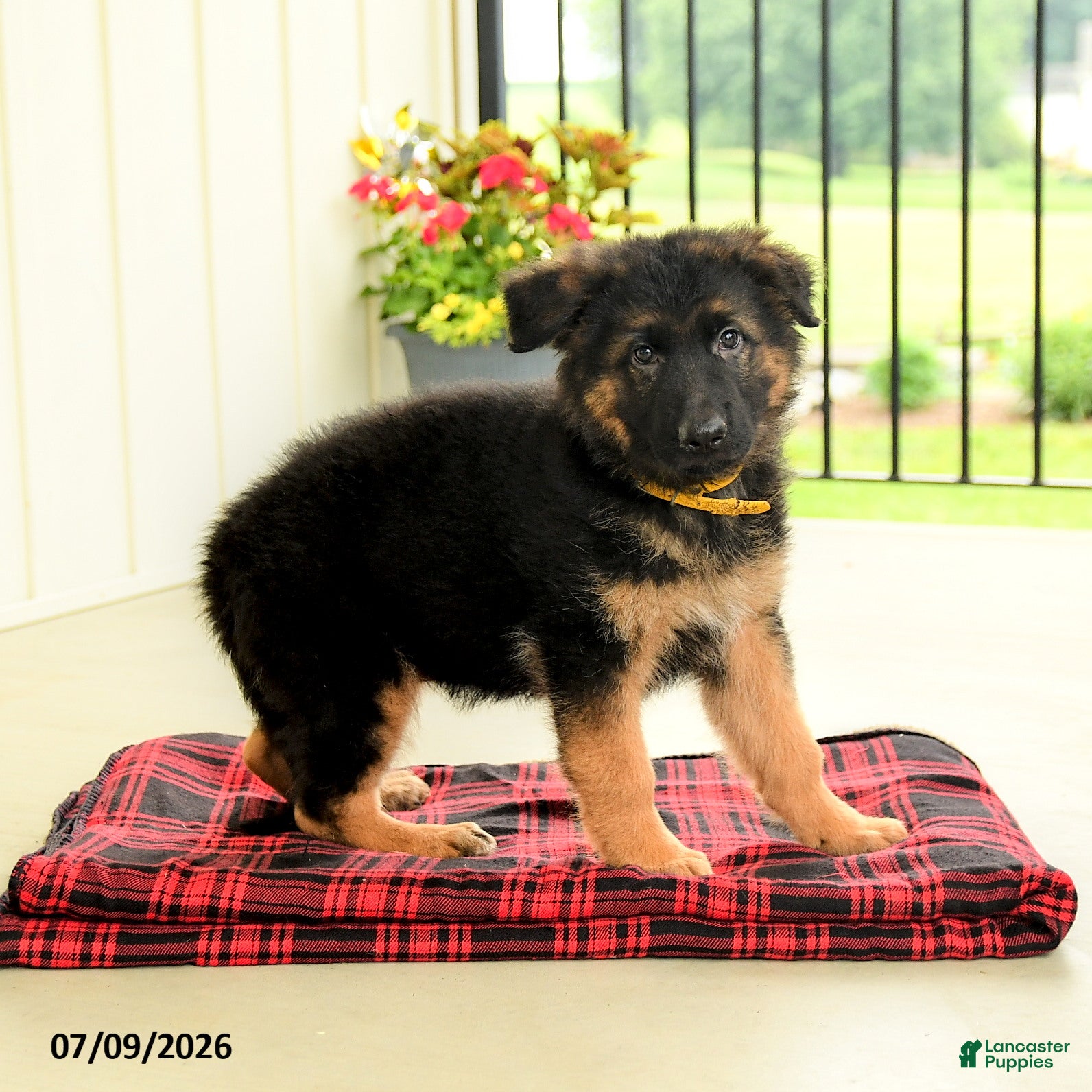 German Shepherd dogs Rosetta - Ad 1