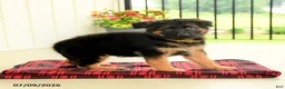 German Shepherd dogs for sale: Rosetta - Ad 1