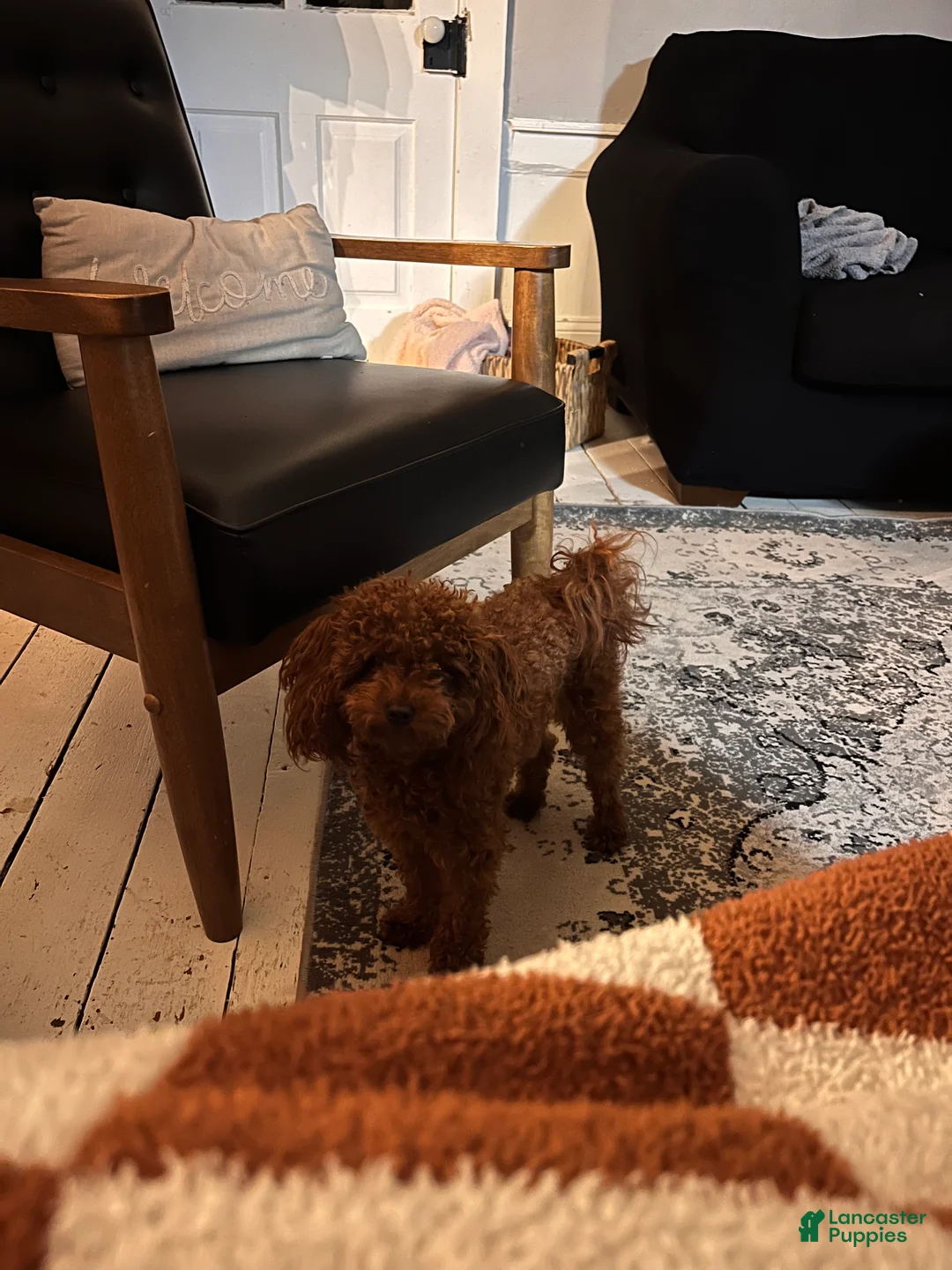 Toy Poodle dogs for sale: Sven - Ad 7