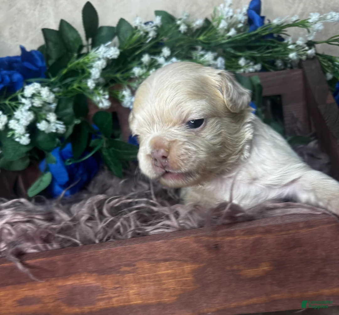 French Bulldog dogs for sale: Amor  - Ad 5