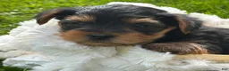 Yorkshire Terrier dogs for sale: Cocoa - Ad 5