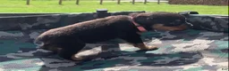 Rottweiler dogs for sale: Light Pink Female - Ad 3