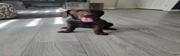 Labrador Retriever dogs for sale: Labrador Retriever Puppy 4 - Ad 3