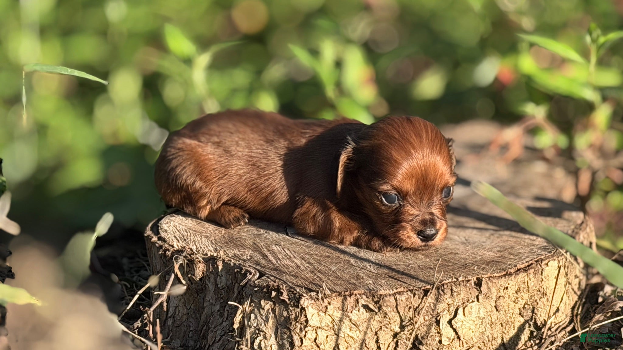 Miniature Dachshund dogs Midge-Small w/BabyDoll Face-ACA Longhaired Miniature Dachshund-Small Parents (Sire AKC/Embark Tested-PRA clear) - Ad 3