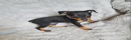 Miniature Pinscher dogs for sale: Paige  - Ad 3