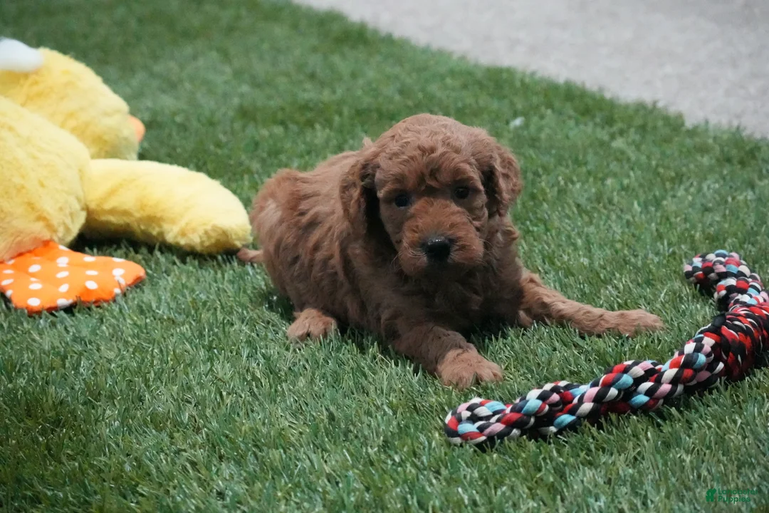 Mini Goldendoodle dogs for sale: Mini Goldendoodle Puppy 4 - Ad 1