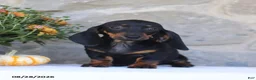Dachshund dogs for sale: Sue - Ad 4