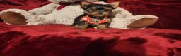 Yorkshire Terrier dogs for sale: POPPY - Ad 8