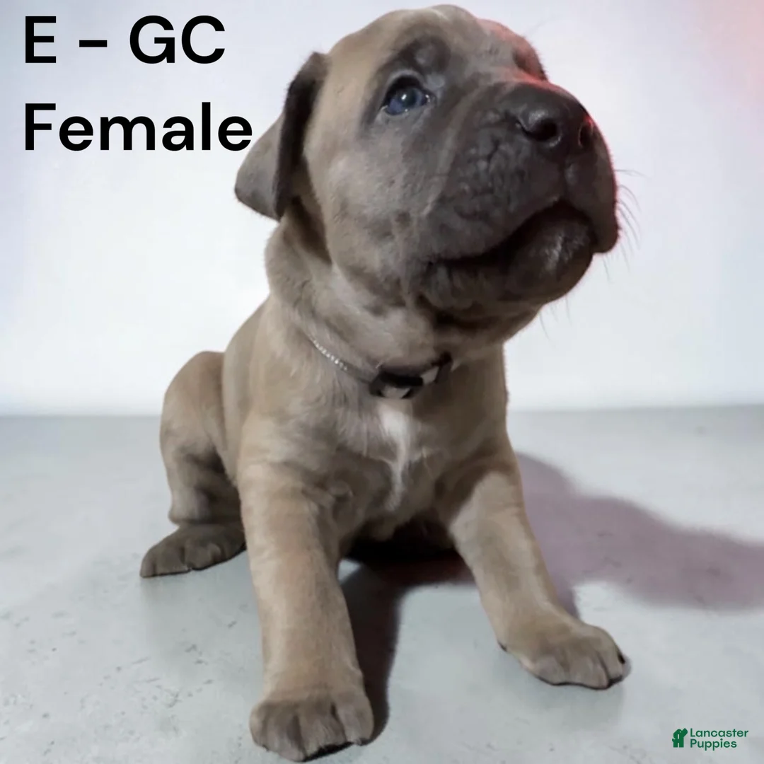 Cane Corso dogs for sale: Cane Corso gray - Ad 2