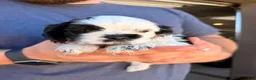 Cocker Spaniel dogs for sale: Kai - Ad 3