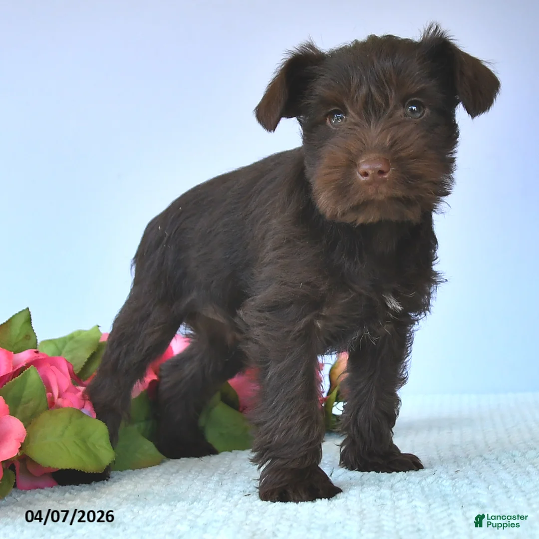 Miniature Schnauzer dogs for sale: Marshmallow - Ad 3