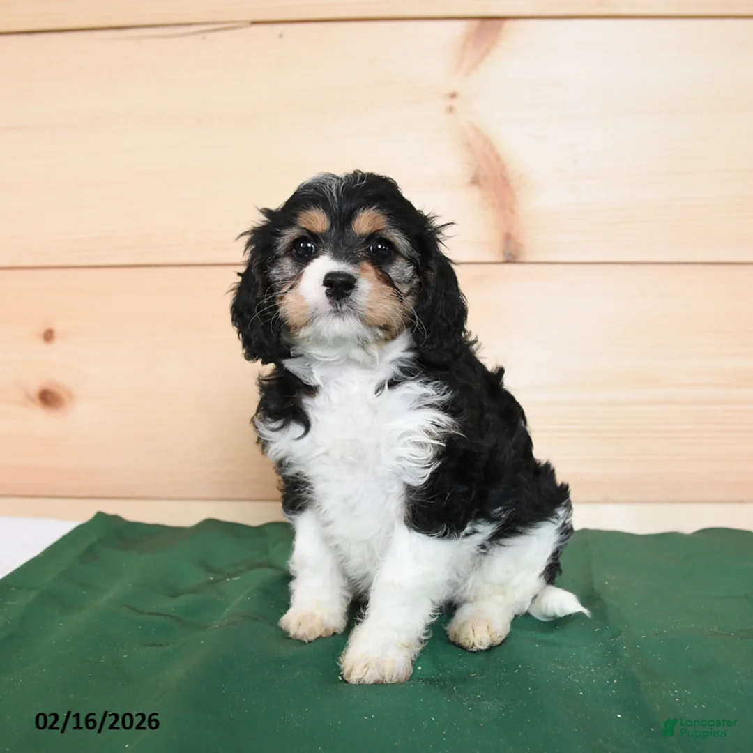 Cavapoo dogs for sale: Haley - Ad 4