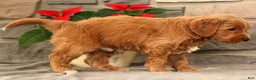 Mini Goldendoodle dogs for sale: Sarge - Ad 8