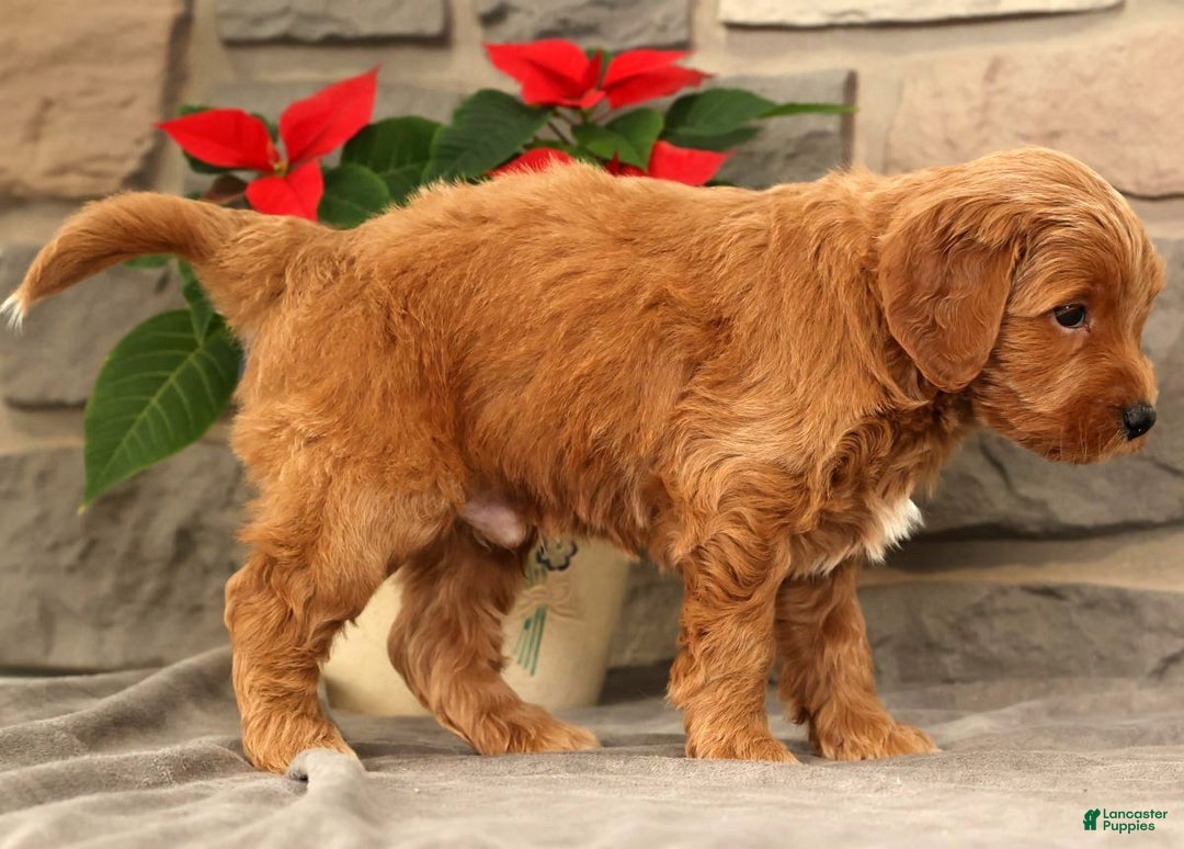 Mini Goldendoodle dogs for sale: Sarge - Ad 8