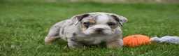 Beabull dogs for sale: Ace  - Ad 10