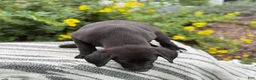 Mixed Breed dogs for sale: Gabby - Ad 3