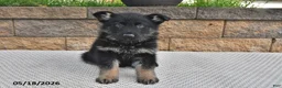 German Shepherd dogs for sale: Ollie - Ad 2