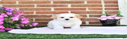 Maltipoo dogs for sale: Stacey - Ad 1