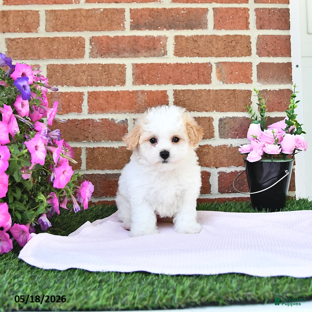 Maltipoo dogs for sale: Stacey - Ad 1