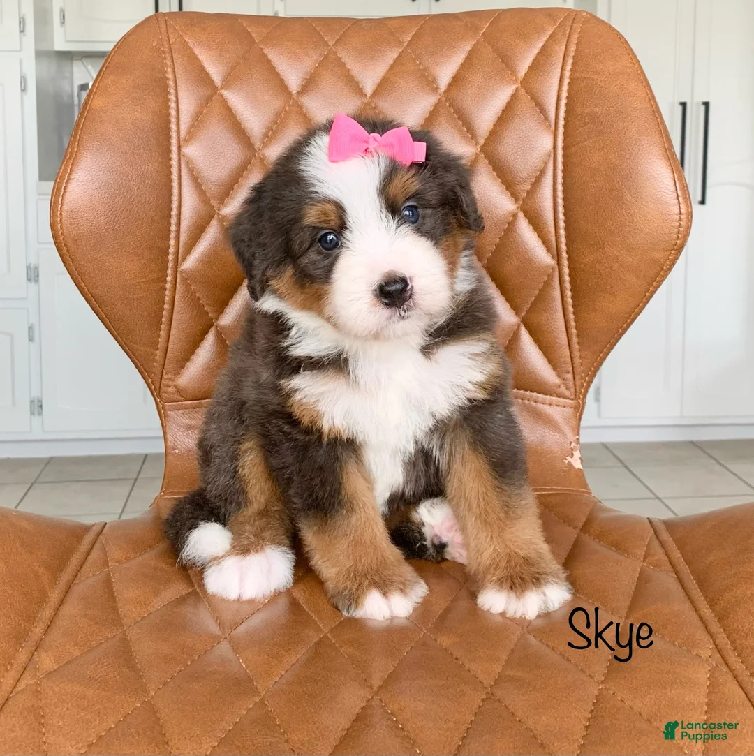 Bernedoodle dogs for sale: Skye - Ad 1