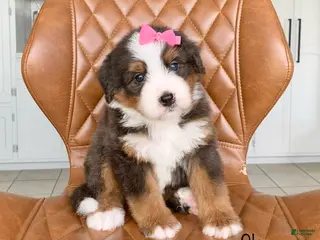 Bernedoodle dogs for sale: Skye - Ad 3