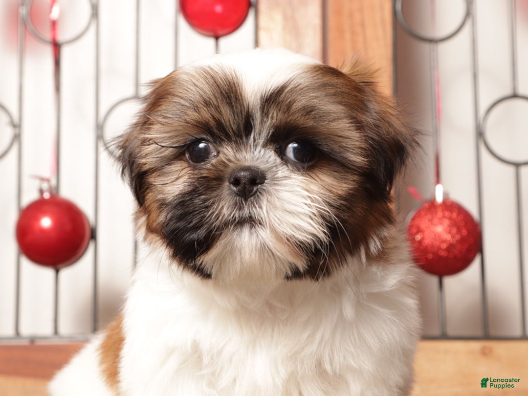 Shih Tzu dogs for sale: Owen  - Ad 3