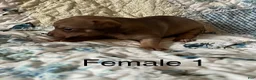 Chiweenie dogs for sale: Chiweenie 6 - Ad 26