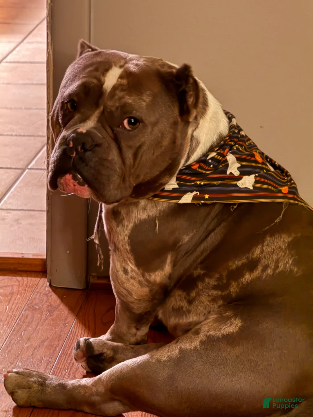 American Bully dogs for stud: Núcleo  - Ad 2
