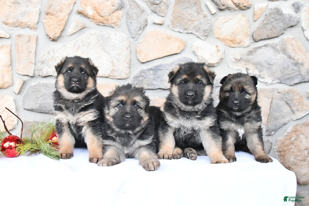 German Shepherd dogs for sale: Clover - Ad 5