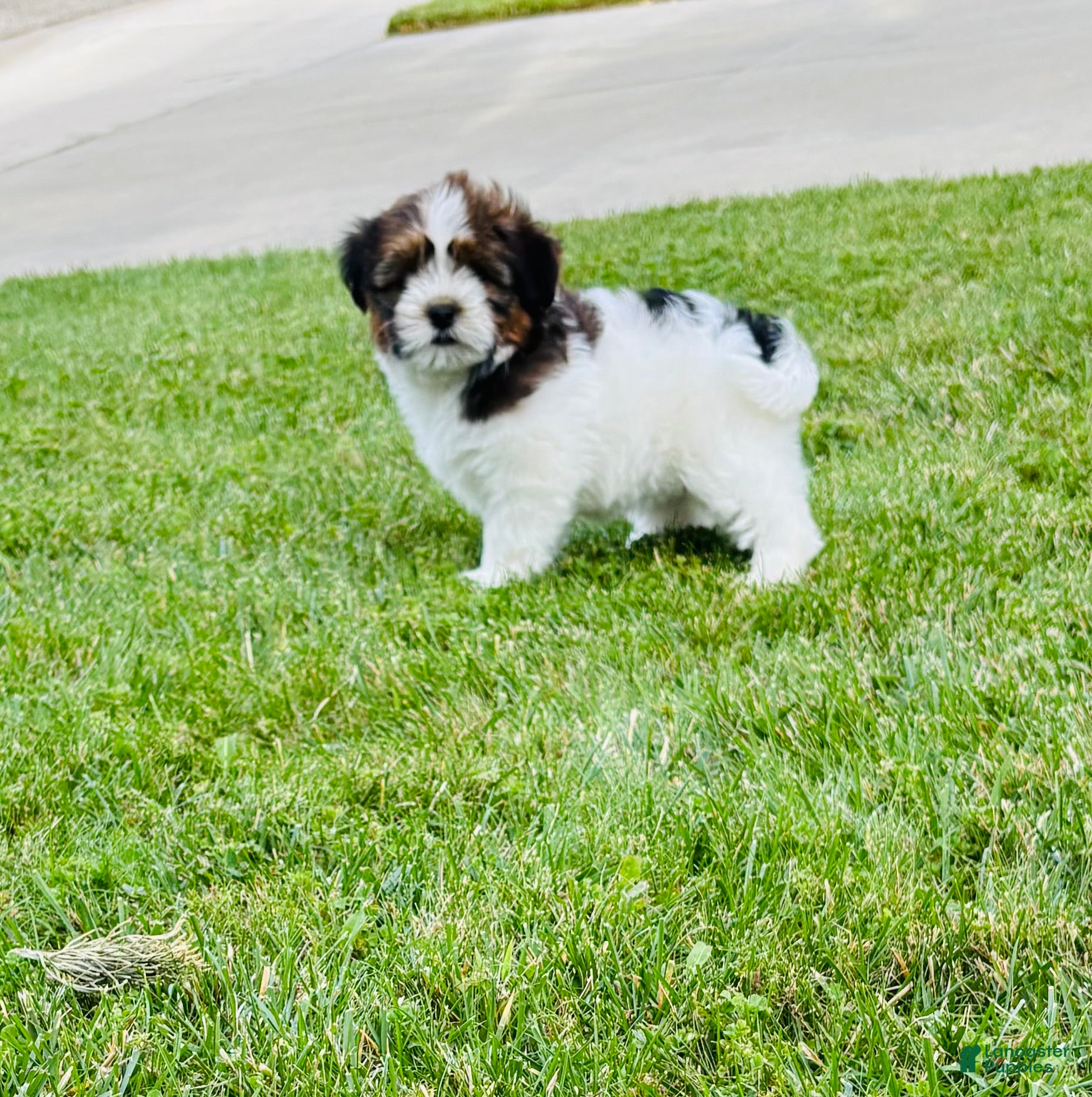 Mixed Breed dogs for sale: 🐶Teddy Bear Pink 🩷 - Ad 2